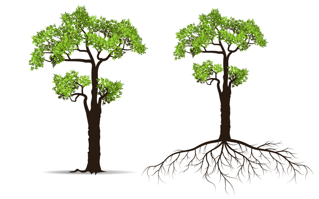 企業の土台とは 根と幹のこと 木の大きさではなく 根と幹が健康かどうかを見てみましょう Nice On 公式ブログ
